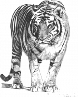 Bengal tiger Sumatran tiger Drawing Clip art - Strong tiger 1025 ...