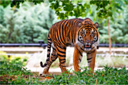 Clipart - Sumatran Tiger