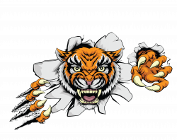 Tiger Euclidean vector Clip art - Vector color ferocious tiger head ...
