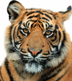 Tiger Head Close Up transparent PNG - StickPNG