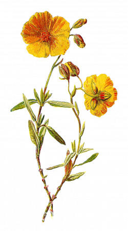Wildflower Clipart Yellow Flower Free collection | Download and ...