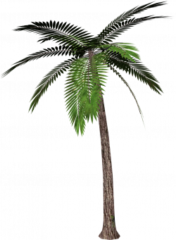 Palm Tree No Background | Clipart Panda - Free Clipart Images