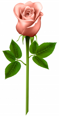 Orange Rose Transparent Png Image Free Download | Free pictures ...