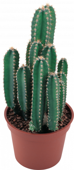 Cactus PNG image, free picture cactus download