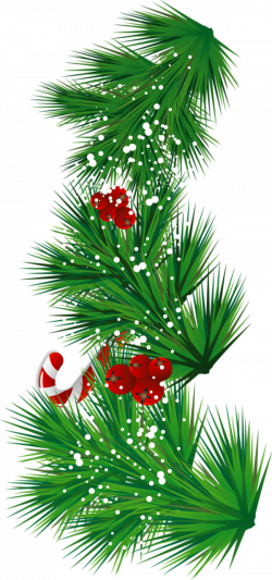 Transparent Pine Branch with Candy Cane and Mistletoe PNG Clipart ...