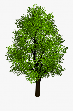 Tree Clipart Transparent Background - Trees With Clear ...