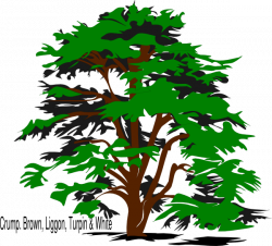 Tree, Family Reunion Clip Art at Clker.com - vector clip art online ...