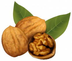 Walnuts PNG Clipart Image | Gallery Yopriceville - High-Quality ...