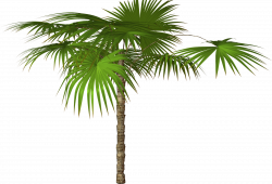 Palm Tree Transparent PNG Pictures - Free Icons and PNG Backgrounds