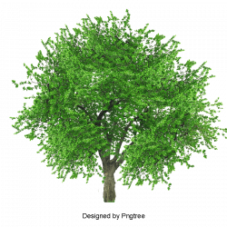Tree PNG Images, Download 55,395 Tree PNG Resources with ...