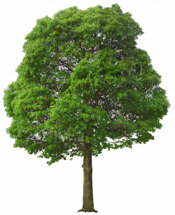 Large Green Tree PNG Picture | Gallery Yopriceville - High-Quality ...