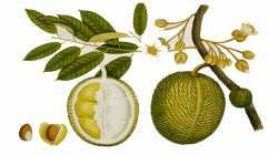 10 Durian Fruit Royalty Free Clipart - Fruit Names A-Z With Pictures