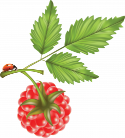 Rraspberry PNG image | Малина | Pinterest | Raspberry