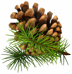 Pine Cone PNG Clip-Art Image | Gallery Yopriceville - High-Quality ...