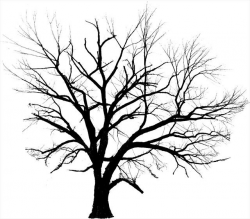 Line Drawing Trees - ClipArt Best | Trees | Tree line ...
