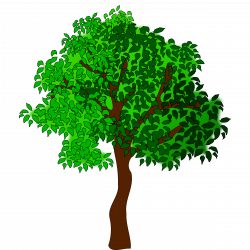 28+ Collection of Sycamore Tree Clipart | High quality, free ...