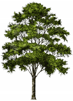 Tree PNG Images - Free Icons and PNG Backgrounds