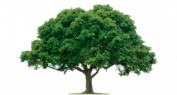 Image Of Tree Group (61+)