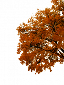 764 Autumn Tree Cutout 03 by Tigers-stock on DeviantArt