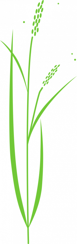 28+ Collection of Rice Plant Clipart Black And White Png | High ...
