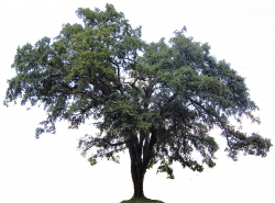 Tree clipart downloads