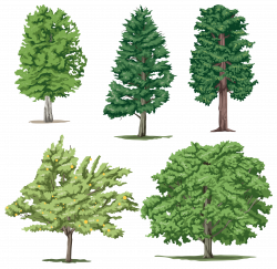 Tree Png Cartoon Realistic Trees All Types