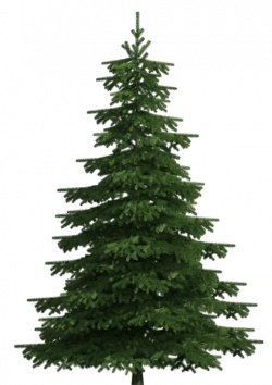 realistic pine tree png - Free PNG Images | TOPpng