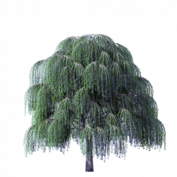 Image - Tree-Clipart-Weeping-Willow-River.png | Animal Jam Clans ...