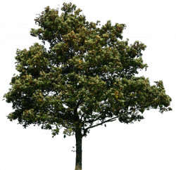 Real Tree Simple Png Clip Art