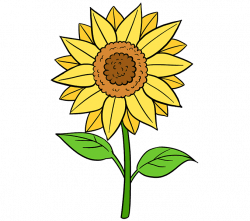 How to Draw a Sunflower | Easy Step by Step Drawing Guides