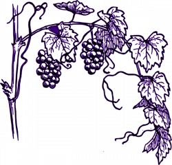 Purple Grape Vine Clip Art at Clker.com - vector clip art online ...