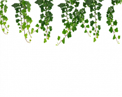 Hanging Vines Png by Moonglowlilly on DeviantArt
