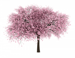 20 Free Tree PNG Images - Cherry Blossom | Entourage | PNG Cutouts ...