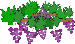 Grapes clipart grape tree - Pencil and in color grapes clipart grape ...