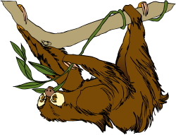 Rainforest clipart sloth - Pencil and in color rainforest clipart sloth
