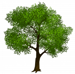 Transparent Green Tree Clipart Picture | Gallery Yopriceville ...