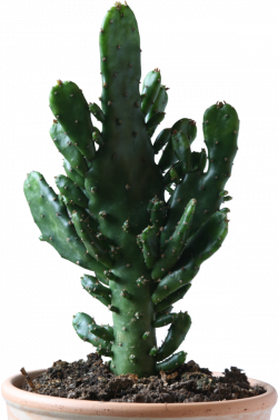Clipart Png Download Cactus #24274 - Free Icons and PNG Backgrounds