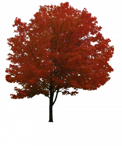 Tree Face PNG Image - Picpng