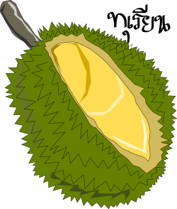 Durian Drawing at GetDrawings.com | Free for personal use Durian ...