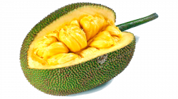 Jackfruit Cempedak Food Nutrient - others 1600*900 transprent Png ...