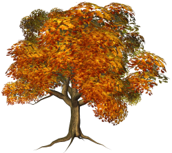 Large Fall Tree Clipart | Trees | Pinterest | Fall trees