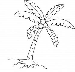Coconut Tree Coloring Page - Free Clip Art