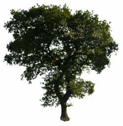 Clipart Tree Png Download #789 - Free Icons and PNG Backgrounds