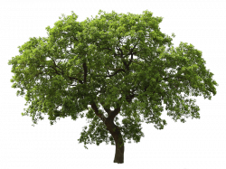 realistic wooden tree png - Free PNG Images | TOPpng
