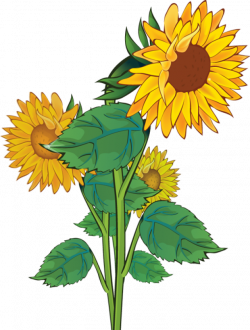 Free clip art sunflowers dromgao top - Clipartix