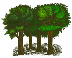 The Top 5 Best Blogs on Trees Leaves Clipart