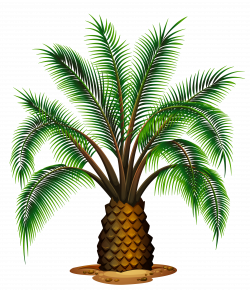 Palm Tree clipart pineapple tree - Pencil and in color palm tree ...