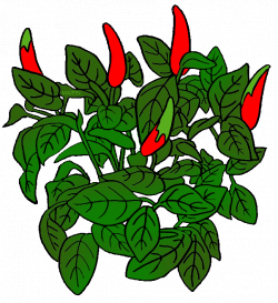 Vegetables Clip Art by Phillip Martin, Pepper Plant
