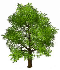 Transparent Green Tree PNG Picture | картинки | Pinterest | Clip art