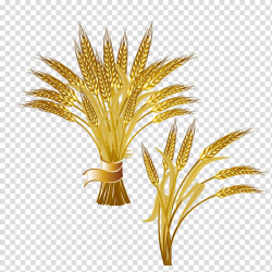 Common wheat Ear Logo , Bunch of golden wheat transparent ...